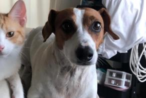 Alerte Disparition Chien  Femelle , 9 ans Sérignan France