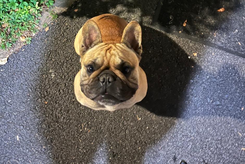 Alerte Découverte Chien  Mâle Claye-Souilly France