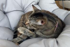 Alerte Disparition Chat Femelle , 3 ans Nice France