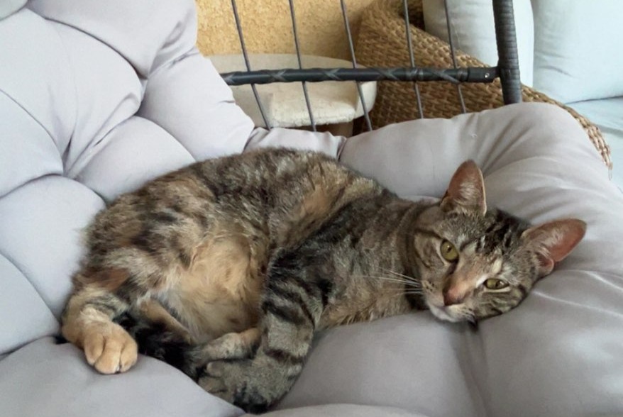 Alerte Disparition Chat Femelle , 3 ans Nice France