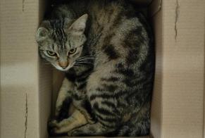 Alerte Disparition Chat  Mâle , 1 ans Toulouse France