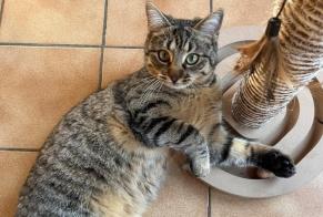 Alerte Disparition Chat  Femelle , 1 ans Habère-Poche France