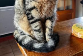 Alerte Disparition Chat  Femelle , 1 ans Habère-Poche France