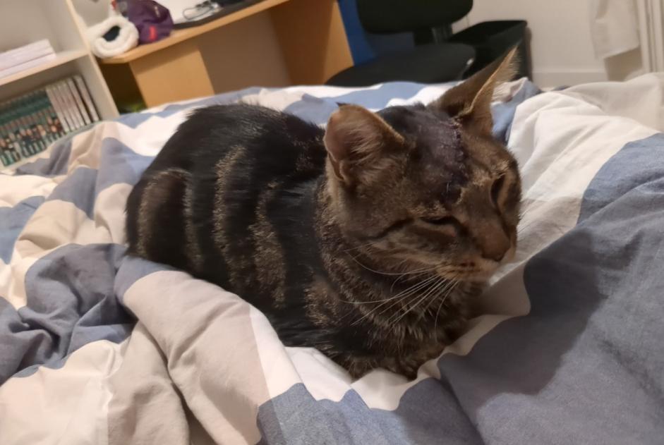 Alerte Disparition Chat croisement Mâle , 6 ans La Rochelle France