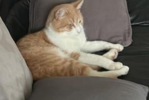 Alerte Disparition Chat  Mâle , 3 ans Eaubonne France