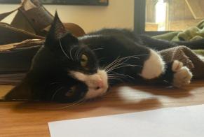 Alerte Découverte Chat Mâle Le Grès France