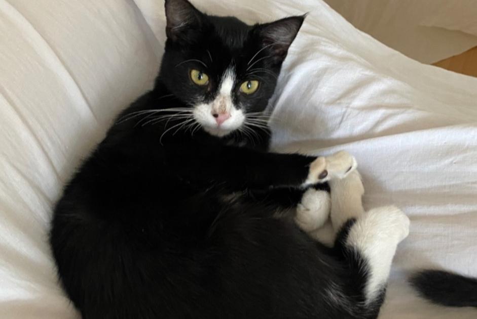 Alerte Découverte Chat Mâle Le Grès France