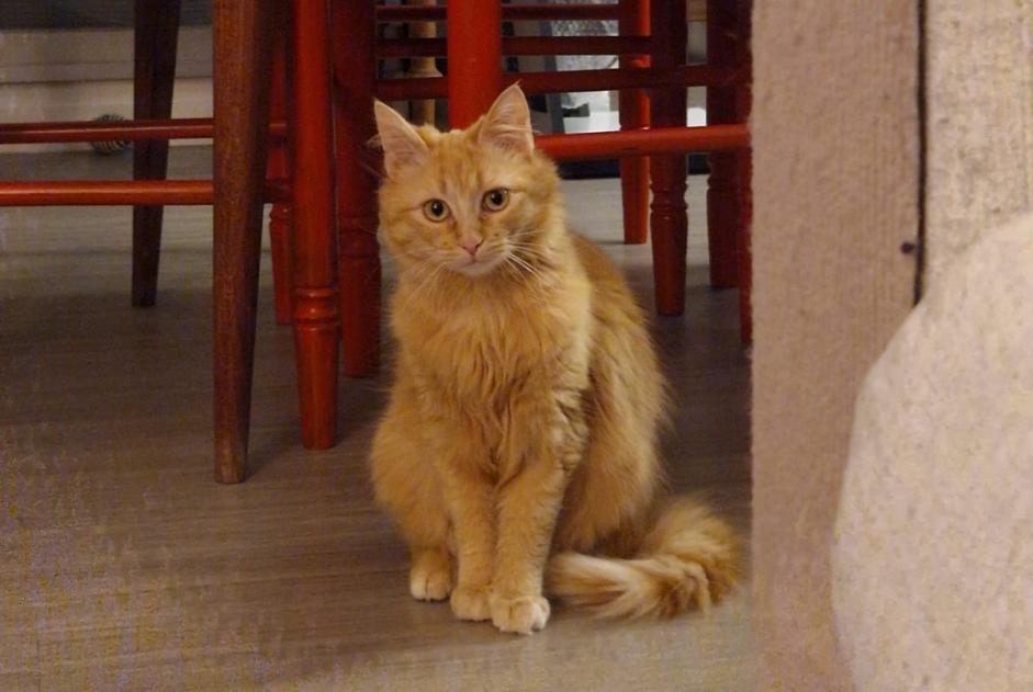 Alerte Disparition Chat Femelle , 1 ans Sulniac France