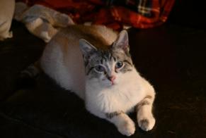 Alerte Disparition Chat croisement Mâle , 1 ans Dammartin-sur-Tigeaux France