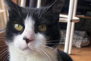 Alerte Disparition Chat Femelle , 16 ans Cognac France