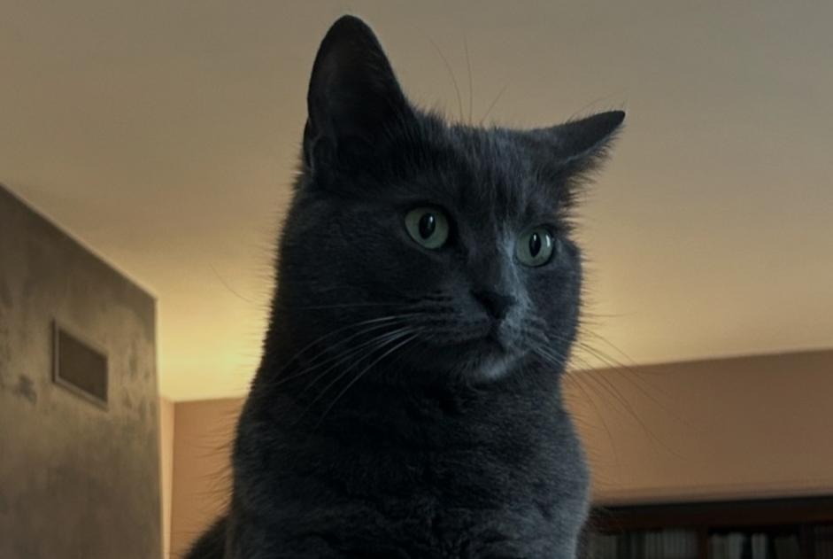Alerte Disparition Chat Femelle , 5 ans Janville France