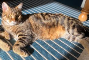 Alerte Disparition Chat Mâle , 3 ans Saint-Jean-Roure France