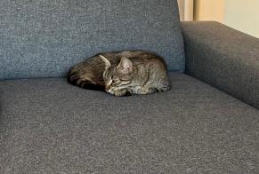 Alerte Découverte Chat Femelle , Entre 7 et 9 mois Saint-Jean-de-Braye France
