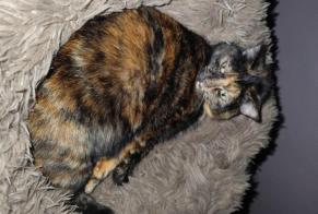 Alerte Disparition Chat croisement Femelle , 6 ans Les Roches-de-Condrieu France