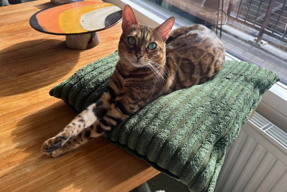 Alerte Disparition Chat  Femelle , 5 ans Saint-Nazaire France