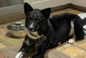 Alerte Disparition Chien  Femelle , 7 ans Saint-Sylvain France