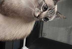 Alerte Découverte Chat croisement Inconnu , 1 année Ondres France