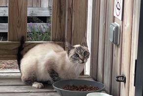 Alerte Découverte Chat croisement Inconnu , 1 année Ondres France