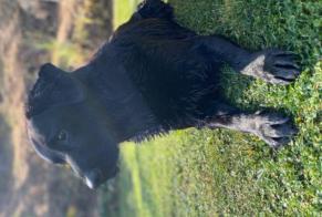 Alerte Disparition Chien  Mâle , 14 ans Saint-Gildas-des-Bois France