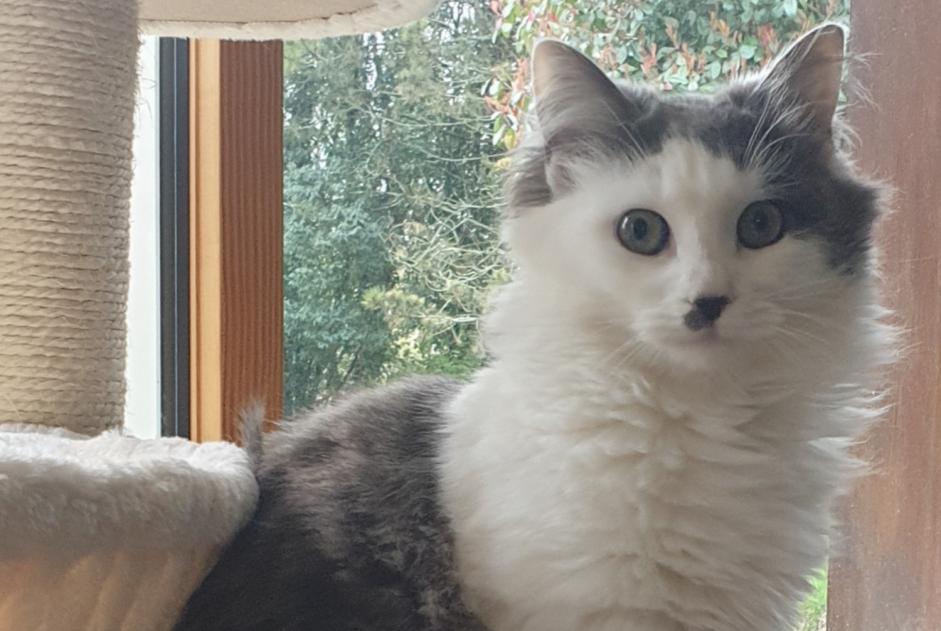 Alerte Disparition Chat Femelle , 1 ans Landerneau France