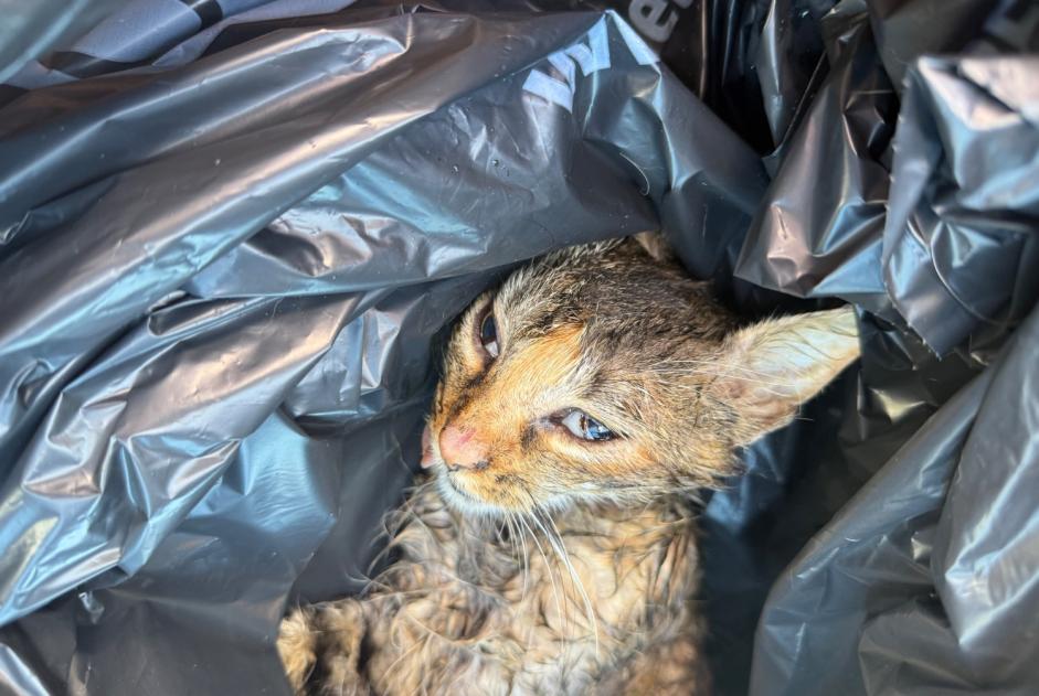 Alerte Découverte Chat Inconnu Lescar France Alerte Découverte Chat Inconnu Lescar France