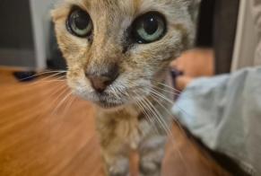 Alerte Découverte Chat Femelle , 12 ans Nice France