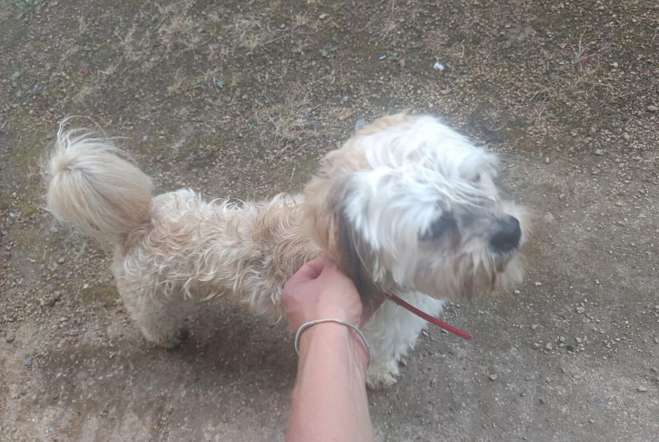 Alerte Découverte Chien Mâle Pabu France