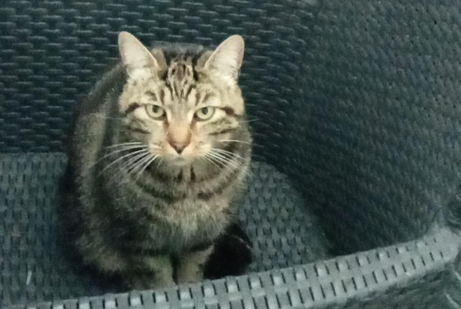 Alerte Découverte Chat Femelle Saint-Jean-de-Monts France