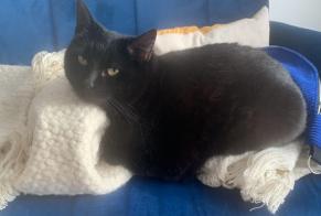 Alerte Disparition Chat Femelle , 11 ans Chaville France