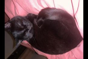 Alerte Disparition Chat Femelle , 11 ans Chaville France