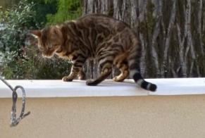 Alerte Découverte Chat  Inconnu , 1 année Le Plessis-Robinson France