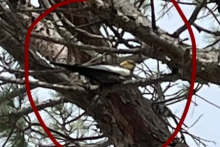 Alerte Découverte Oiseau Inconnu Saint-Raphaël France