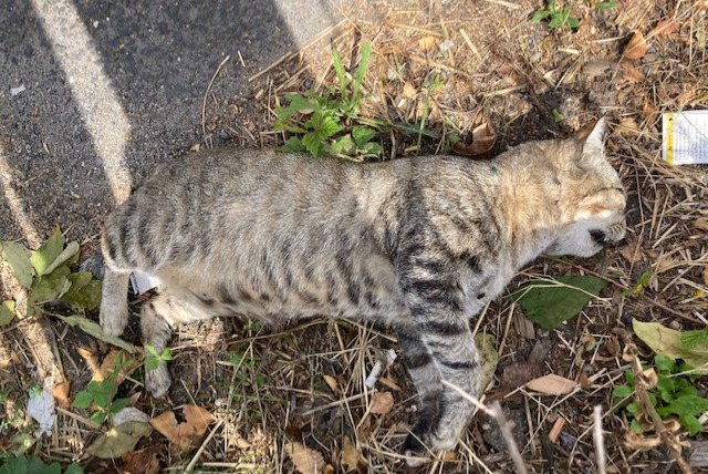 Alerte Découverte Chat Inconnu Cournon-d'Auvergne France Alerte Découverte Chat Inconnu Cournon-d'Auvergne France