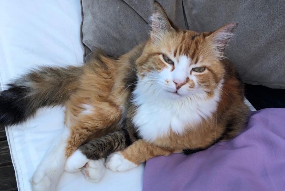 Alerte Disparition Chat Femelle , 17 ans Bourges France