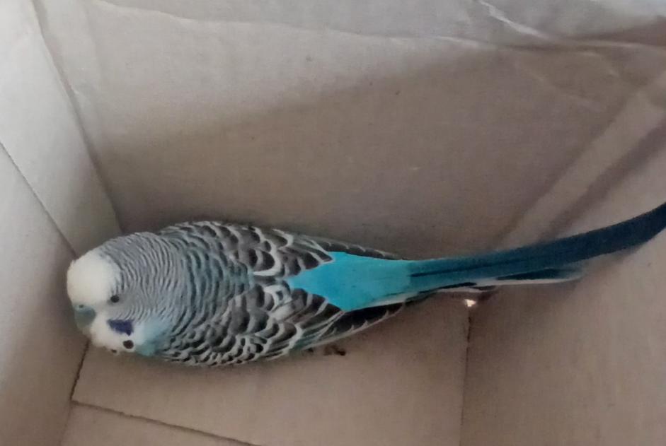 Alerte Découverte Oiseau Mâle Marcy-l'Étoile France