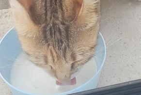 Alerte Découverte Chat croisement Femelle , 3 ans Saint-Romain-le-Puy France
