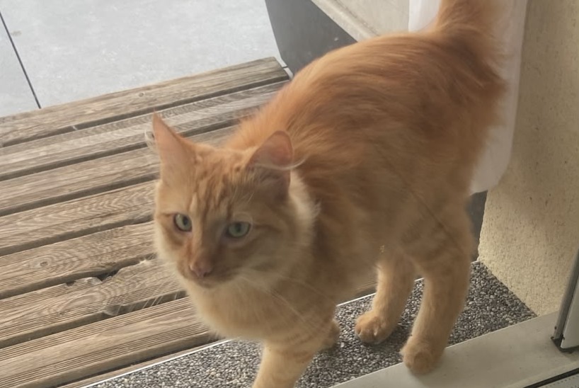 Alerte Découverte Chat Mâle Teilhet France