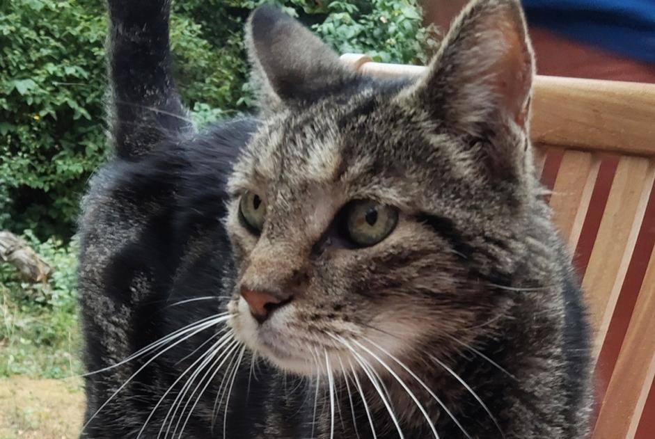 Alerte Découverte Chat Mâle Rosheim France