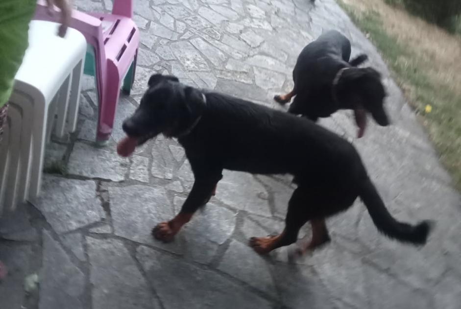 Alerte Découverte Chien croisement Inconnu Cassaniouze France
