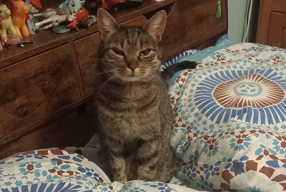 Alerte Disparition Chat croisement Femelle , 7 ans La Compôte France