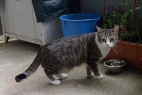 Alerte Disparition Chat  Femelle , 4 ans Rennes France