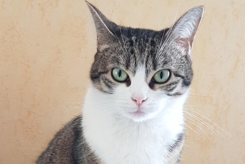 Alerte Disparition Chat  Femelle , 4 ans Rennes France
