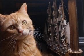 Alerte Disparition Chat Femelle , 21 ans Mortagne-sur-Gironde France