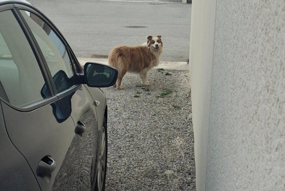 Alerte Découverte Chien Inconnu Champagne France