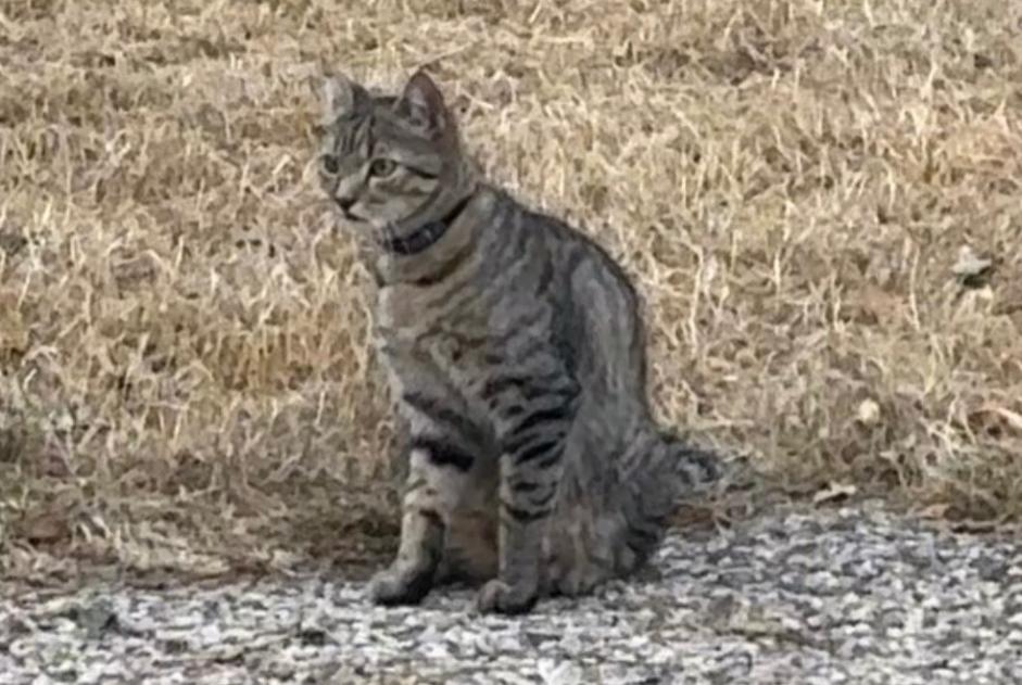 Alerte Disparition Chat  Mâle , 1 ans Asnières-sur-Seine France