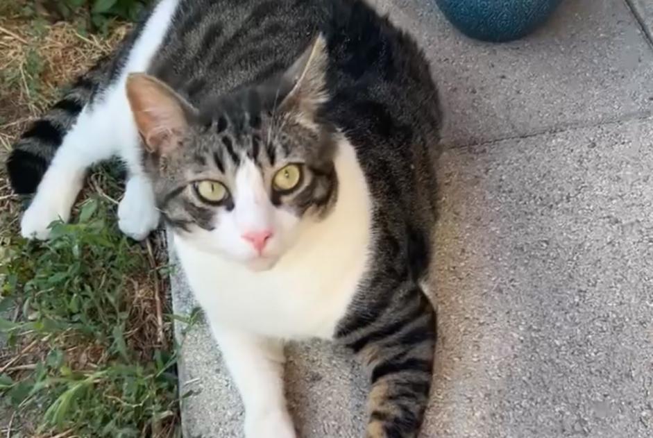 Alerte Disparition Chat  Mâle , 4 ans Chambéry France