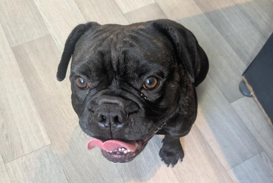Alerte Découverte Chien  Mâle Gan France