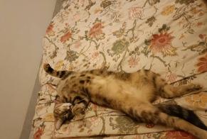 Alerte Disparition Chat  Femelle , 2 ans Sainte-Florence France