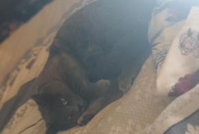 Alerte Disparition Chat croisement Femelle , 4 ans Limoges France
