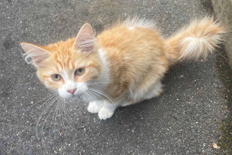 Alerte Découverte Chat Mâle Palaiseau France